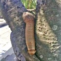 Penis Enlargement pills and cream in Windhoek Namibia+27 71 009 6483