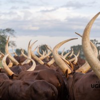 Ankole exporters | livestock marketing and export specialists  South Korea  Mexico  Spain  Indonesia