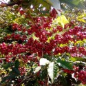 Buy Premium Coffee Beans From the Leading International Suppliers and Wholesalers +27631501216