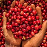 WE EXPORT BOTH ARABIC COFFEE AND ROBUSTA COFFEE BEANS AT HIGHLY AFFORDABLE PRICES +27631501216  BUY 