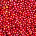 We supply high-quality green Arabica and Robusta coffee beans from Uganda call +27631501216