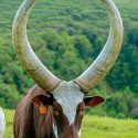 Ankole Bulls for sale | Ankole Female Cow | Ankole Cattle Auctions | Ankole Bulls for Auction +27631