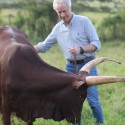 Ankole cattle breed For sale | Ugandan Ankole Cattle Exporters +27631501216