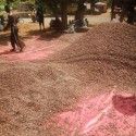 Buy Dried Raw Cacao Fermented Cocoa Beans +27631501216 Our primary source of Cocoa is Uganda and Sou