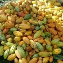 Major cocoa bean exporters worldwide +27631501216 Conglomerate Global Pty Ltd