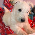 Scottish terrier puppies for sale 