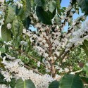 IMPORT ROBUSTA SCREEN 18, ROBUSTA SCREEN 15, ROBUSTA SCREEN 12, ARABICA GRADE AA +27631501216