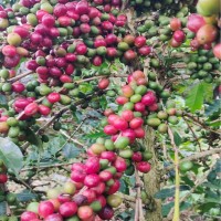 Export Kopi Luwak Organic Arabica Coffee Beans. ROASTED, GREEN beans | Civet Coffee South Africa +27