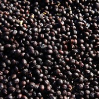 Buy Premium Roasted Coffee Beans Near Me | International Suppliers and Wholesalers +27631501216 We a