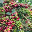 Explore African Coffee Exporters & Importers +27631501216 | Top Best Robusta Coffee Beans Suppliers 