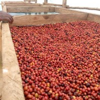 coffee beans ready for export+27719755564.