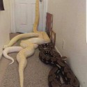 How Mamlambo Ukuthwala for Money spells Works ????+27788804343 South Africa usa sydeny