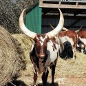 Ankole Cattle Breeders Society | Ankole Bulls for sale | Ankole Cattle group Exporters  (【﻿+2763