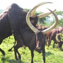 Ankole Cattle For Sale | Ankole Cow For sale | Ankole Breeders Near Me (【﻿+27631501216】) The A