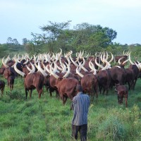 Ankole cattle on market price, Ankole cattle price in South Africa, Ankole cattle for sale (【﻿+2