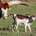 Buy Ankole Cattle, Ankole Cattles Suppliers in South Africa  (【﻿+27631501216】)