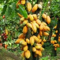 Cocoa Exporter Near Me | Buy Fermented Dried Raw Cacao Beans +27631501216