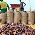 Uganda\'s Best Cocoa Bean export company and exporters in South Africa +27631501216