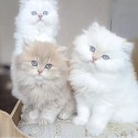 WA: +16395380764 +33745999075 / steddyscot@gmail.com Scottish Fold kittens for sale in NYC area|Adop