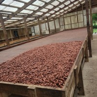 WhatsApp: 683208026 telegram https://t.me/merveilleinvest Cameroon Cocoa