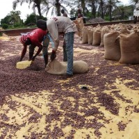 Cameroonian cocoa is renowned for its exceptional quality and distinct flavor profile.