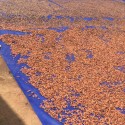 Uganda\'s Best Cocoa Bean export company and exporters in South Africa +27631501216