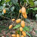 American Cocoa Bean Exporters and Importer Near Me worldwide +27631501216 Conglomerate Global Pty Lt