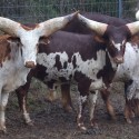 Ramaphosa Ankole cattle price, Ankole cattle on market near me, Ankole cattle for sale in South Afri