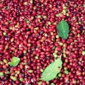 Spain Coffee Fair trade +256790560642 Arabica Robusta coffee exports USA Italy Germany