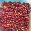 buy fresh Coca Seeds online, Buy Coca leaves tea online