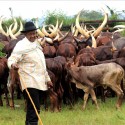 Ankole Bulls for sale | Ankole Female Cow | Ankole Cattle Auctions | Ankole Bulls for Auction (【??