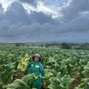 Tobacco Exporter Worldwide - Tobacco Distributors Supply +27631501216 At Conglomerate Global Pty Ltd
