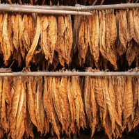 Tobacco Growers | Tobacco Suppliers and Export Near Me Tobacco +27631501216