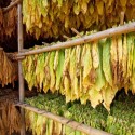 Tobacco Company Exporters and Importers in United States, United Kingdom, Canada, Kenya, China, Japa